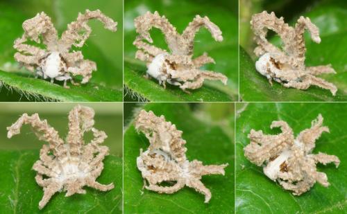 Ricania speculum